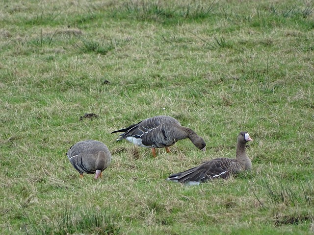 的应对策略 的应对策略