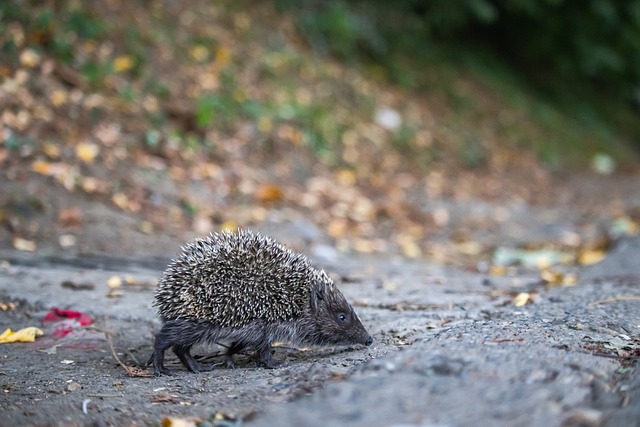 花团队配合 花团队配合