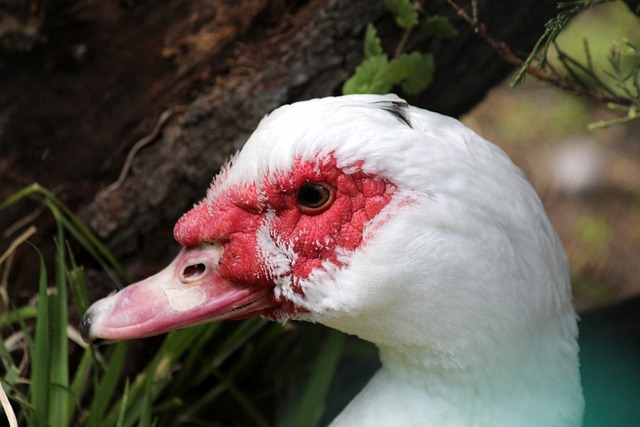 境下发声 境下发声